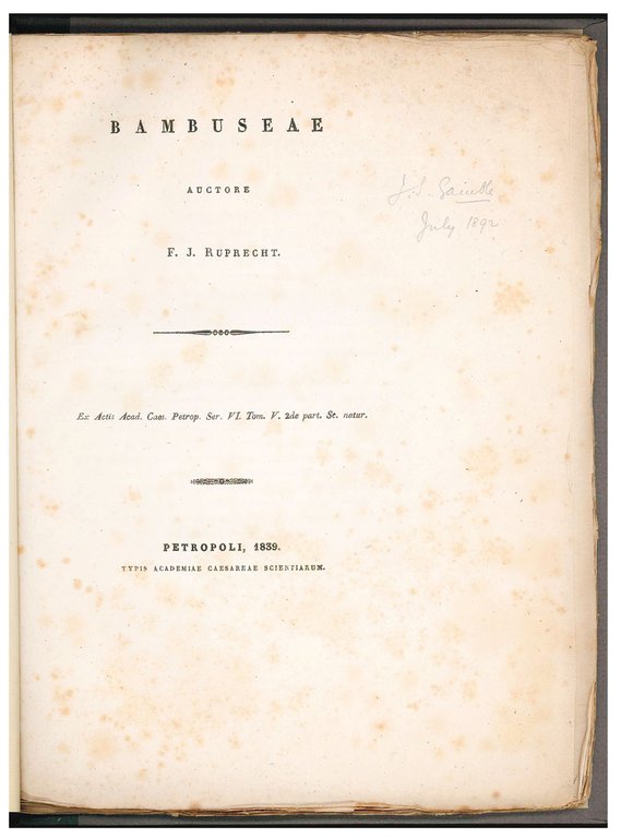 Bambuseae | Immagine Gallery 2