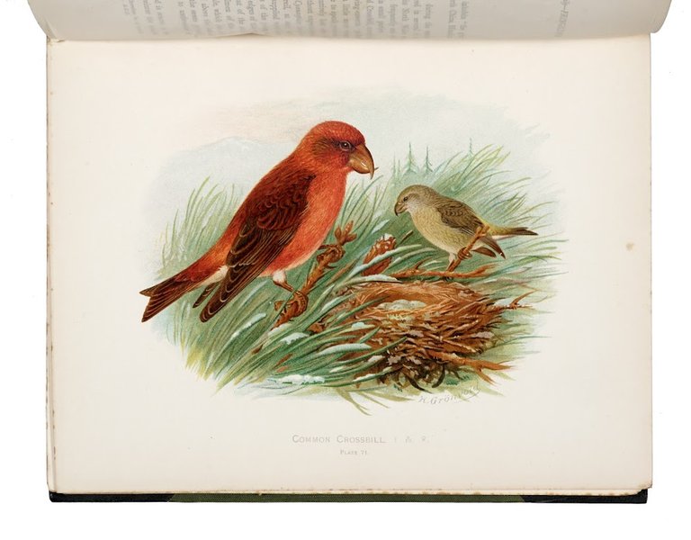 Birds of Great Britain and Ireland. Order Passeres, complete in …