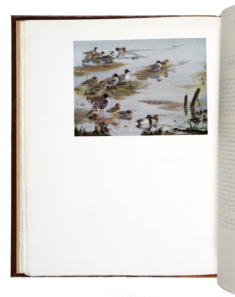 British and American Game-Birds. With a chapter on Shooting in …