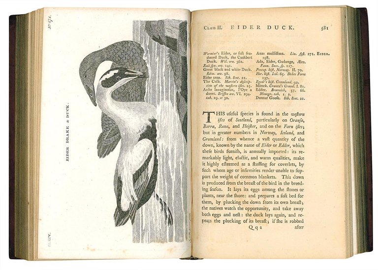 British zoology. Fourth edition. Vol. I (-IV).