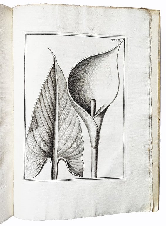 Catalogus plantarum horti caesarei Florentini opus postumum iussu Societatis botanicae …