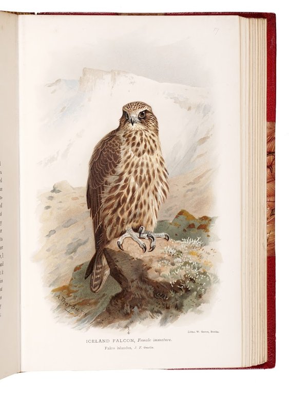 Coloured figures of the birds of the British Islands