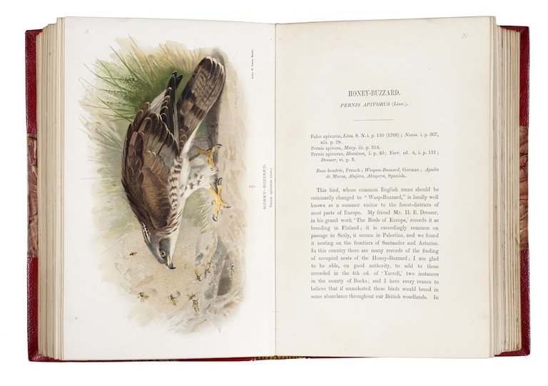 Coloured figures of the birds of the British Islands