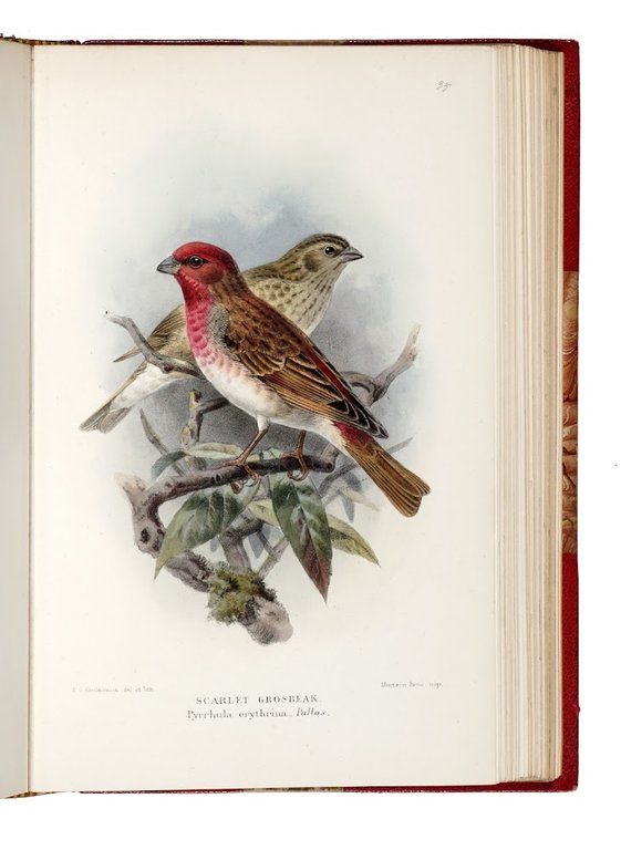 Coloured figures of the birds of the British Islands