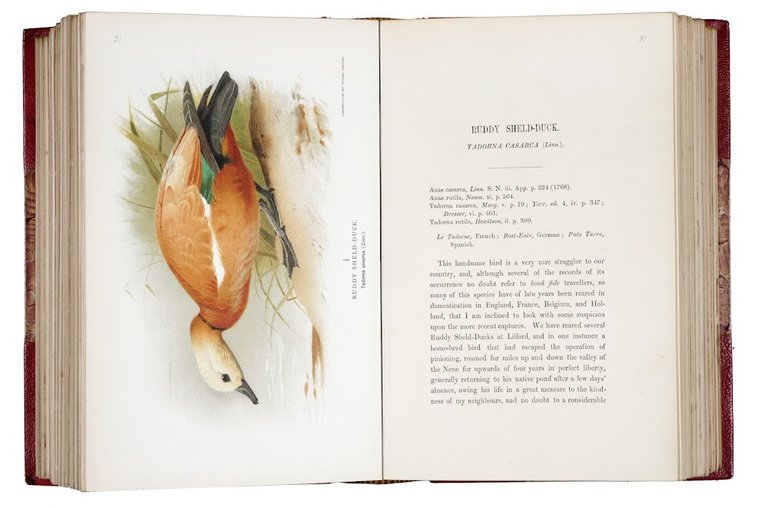 Coloured figures of the birds of the British Islands