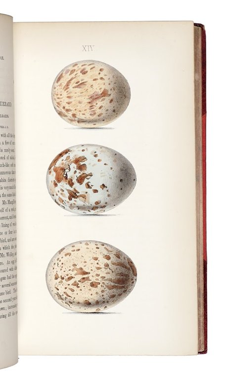 Coloured Illustrations of the Eggs of British Birds, with Descriptions …