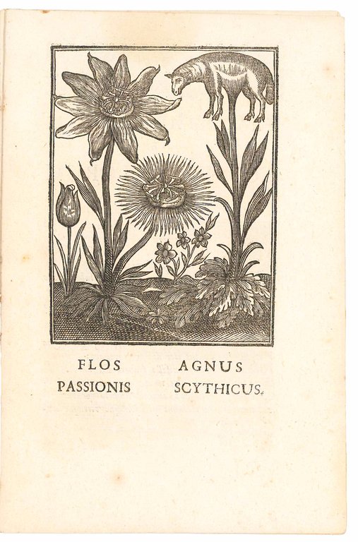 Connubia florum latino carmine demonstrata Auctore D. Mac=Encroe, M.D. cum …