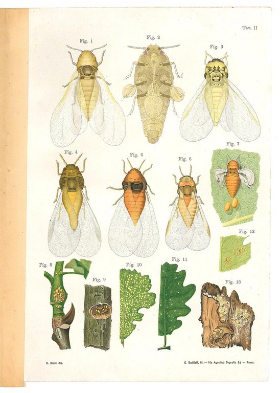 Contributo alla conoscenza delle fillosserine ed in particolare della fillossera …