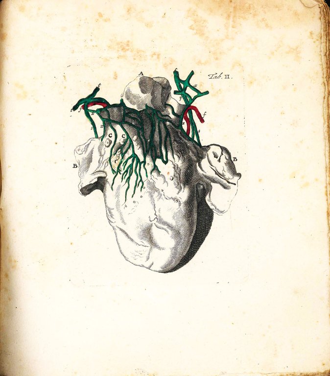De Vasis Linguae Salivabus atque sanguiferis epistola. | Immagine Gallery 2