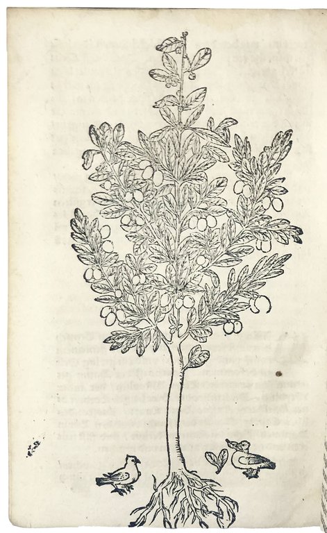De vera curandae pestis ratione, liber unus [...]
