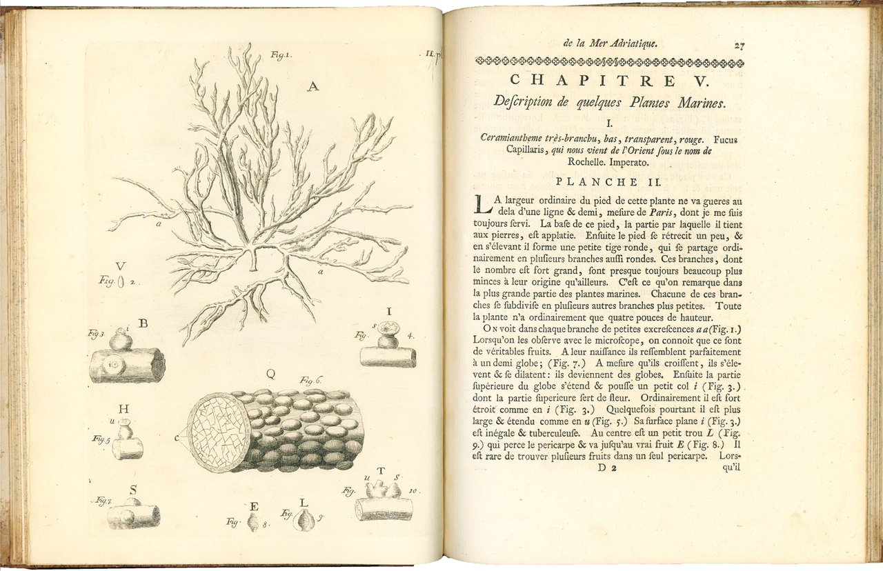 Essai sur l'histoire naturelle de la mer Adriatique par le …