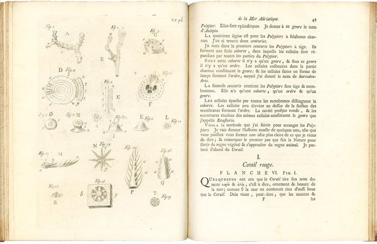 Essai sur l'histoire naturelle de la mer Adriatique par le …