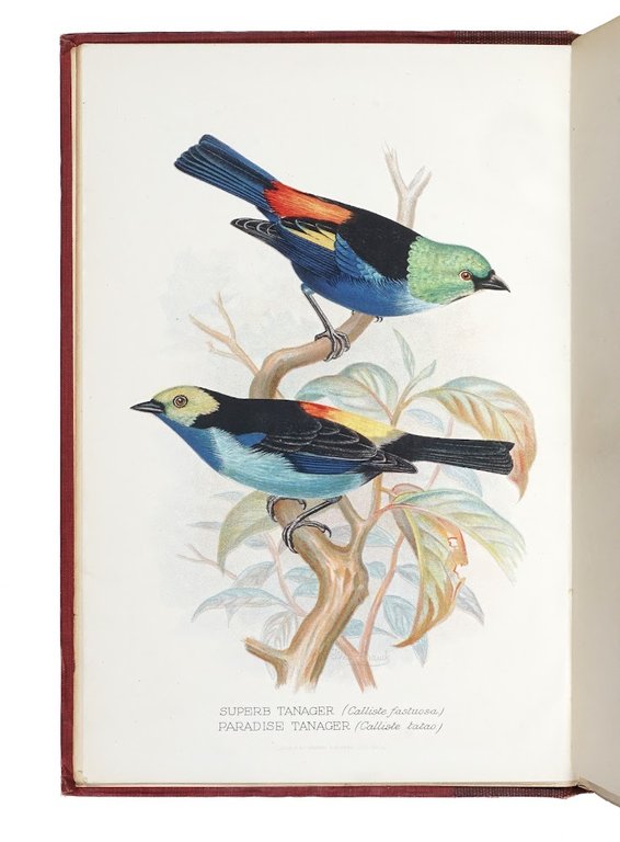 Foreign finches in captivity. Second edition. Illustrated by F. W. …