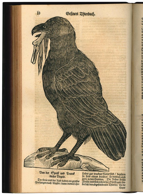 Gesnerus Redivivus / auctus et emendatus oder Allgemeines Thier-Buch das …