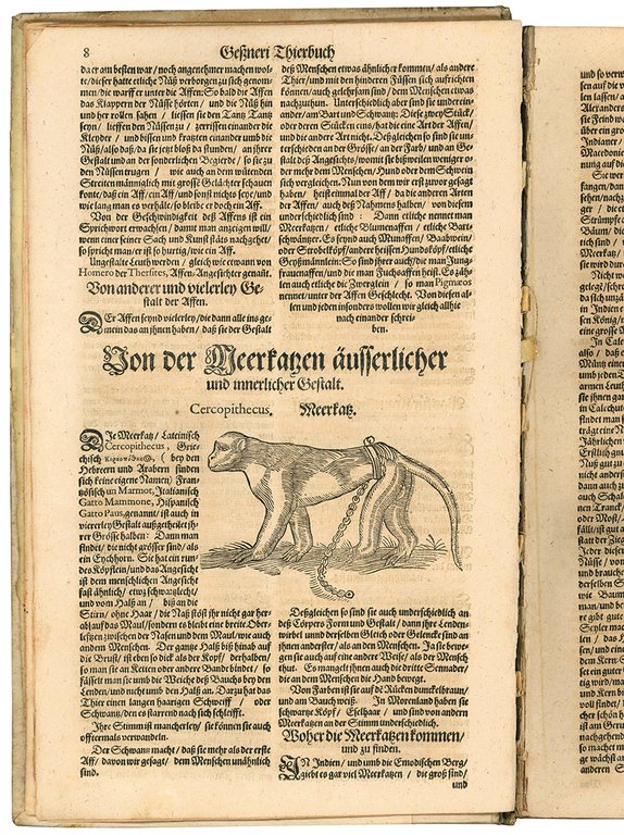 Gesnerus Redivivus / auctus et emendatus oder Allgemeines Thier-Buch das …