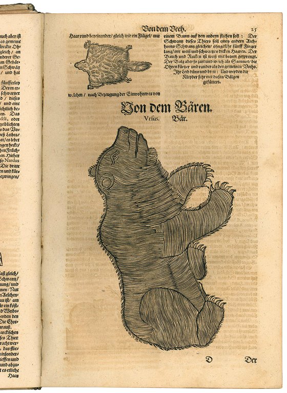 Gesnerus Redivivus / auctus et emendatus oder Allgemeines Thier-Buch das …