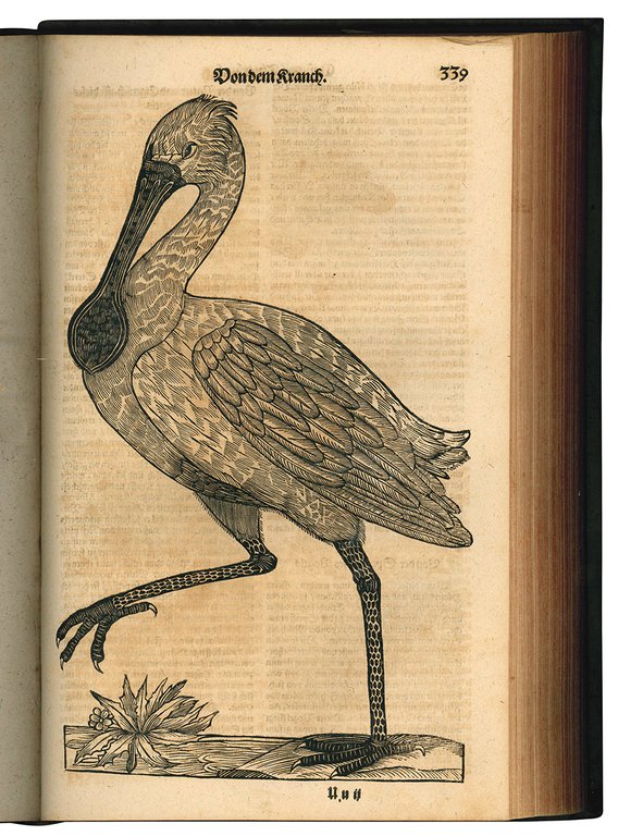 Gesnerus Redivivus / auctus et emendatus oder Allgemeines Thier-Buch das …