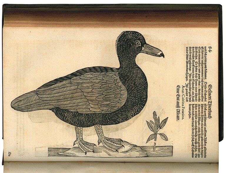 Gesnerus Redivivus / auctus et emendatus oder Allgemeines Thier-Buch das …