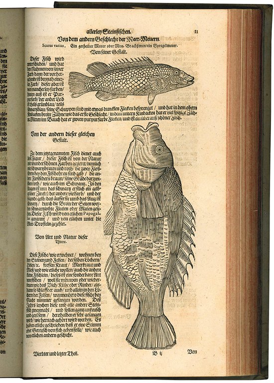 Gesnerus Redivivus / auctus et emendatus oder Allgemeines Thier-Buch das …