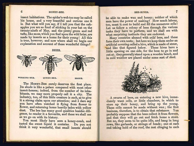 Insects and their habitations. A book for children.