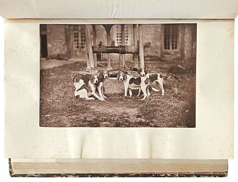 La chasse du Chevreuil avec l'Historique des races les plus …