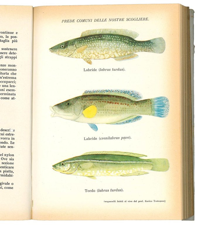 La pesca sportiva in Italia: pesci, esche, lenze.