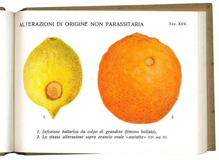 Le alterazioni dei frutti degli agrumi. 63 tavole in tricromia …