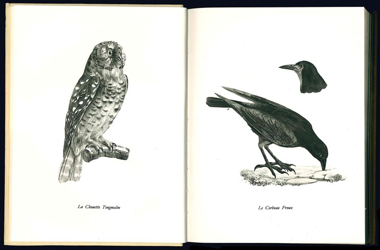 Les oiseaux s'installent...et s'en vont.