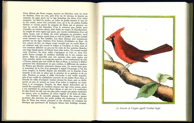 Les oiseaux s'installent...et s'en vont.