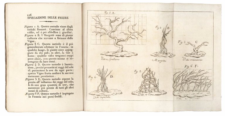 Modo di coltivare la vigna all'uso di Francia compilato da … | Immagine Gallery 2