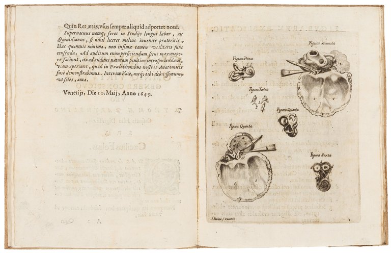 [...] Nova auris internae delineatio