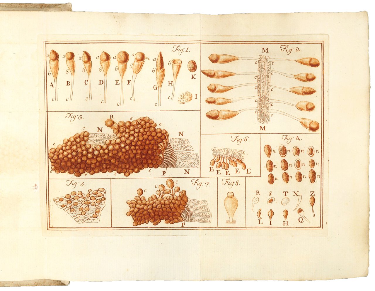 Osservazioni sopra la ruggine del grano