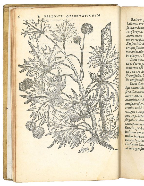 Petri Bellonii Cenomani, Plurimarum singularium &amp; memorabilium rerum in Graecia, …