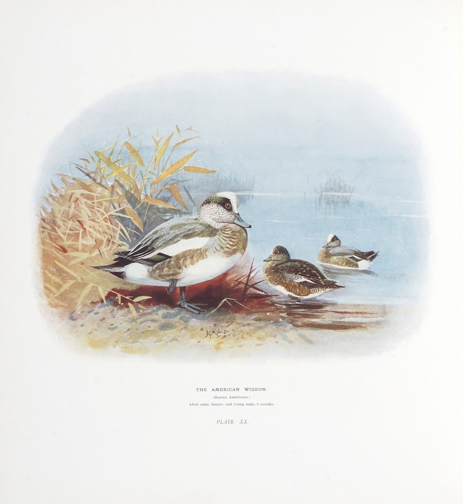 The Natural History of the British Surface-Feeding Ducks [Illustrated by …