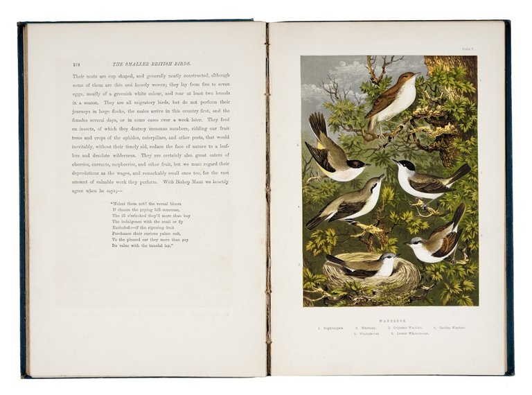 The Smaller British Birds