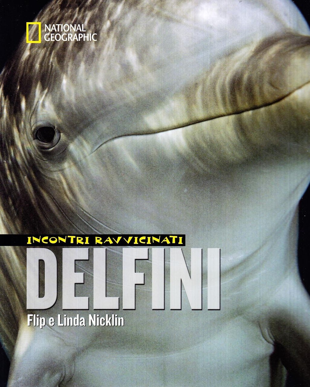 Delfini. Incontri Ravvicinati