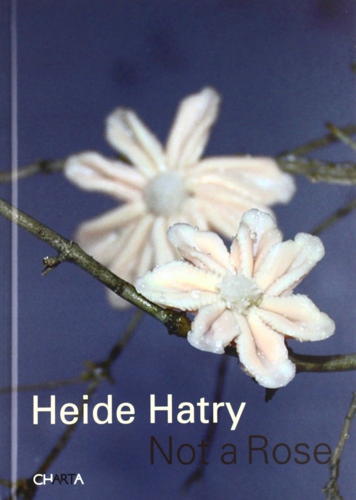 Heide Hatry. Not a rose