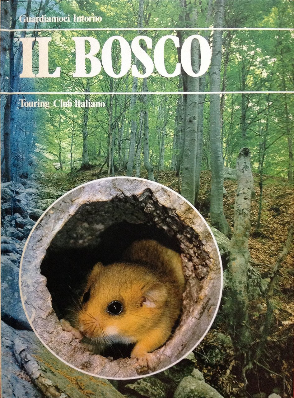 Il bosco | Immagine principale
