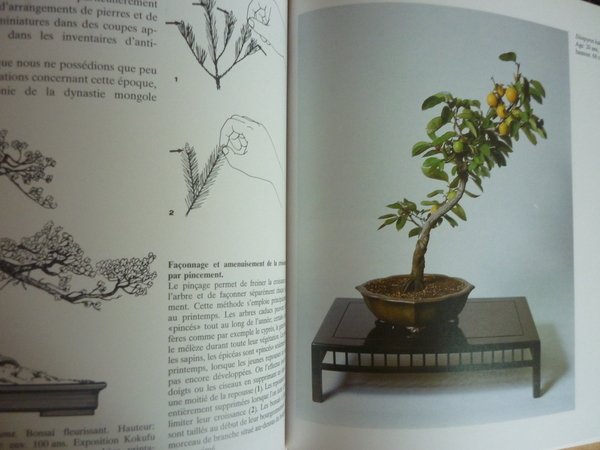 Ikebana Bonsaï