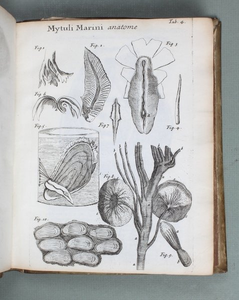 Conchyliorum Bivalvium utriusque aquae exercitatio anatomica tertia. Huic accedit dissertatio …