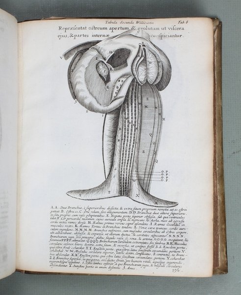 Conchyliorum Bivalvium utriusque aquae exercitatio anatomica tertia. Huic accedit dissertatio …