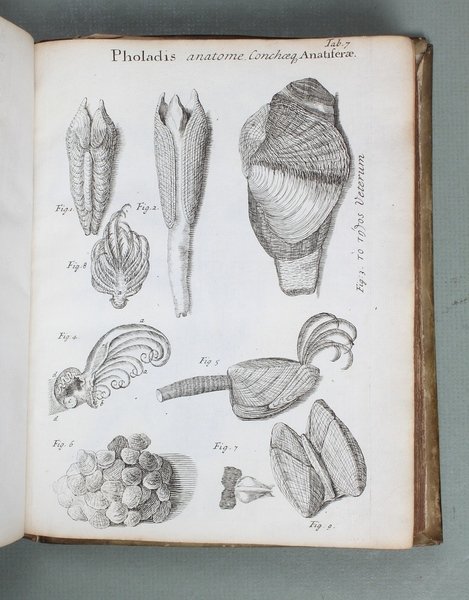 Conchyliorum Bivalvium utriusque aquae exercitatio anatomica tertia. Huic accedit dissertatio …