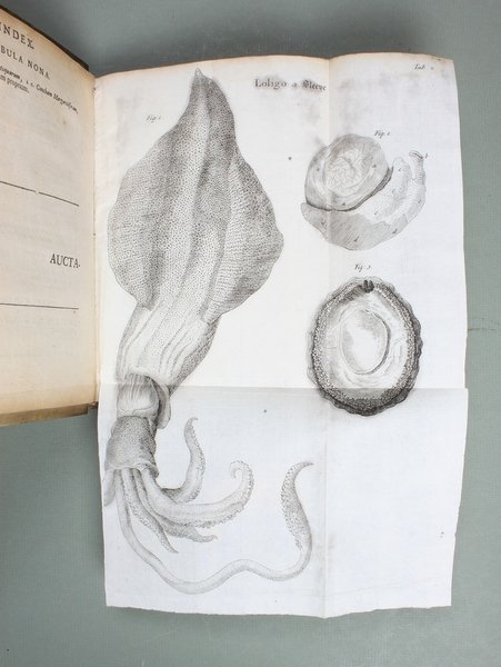 Conchyliorum Bivalvium utriusque aquae exercitatio anatomica tertia. Huic accedit dissertatio …