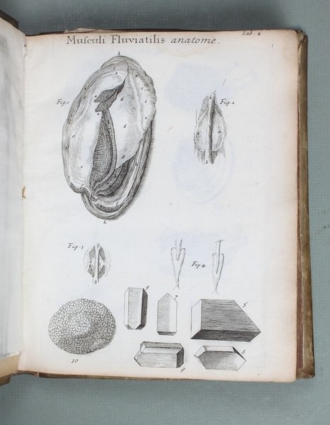 Conchyliorum Bivalvium utriusque aquae exercitatio anatomica tertia. Huic accedit dissertatio …