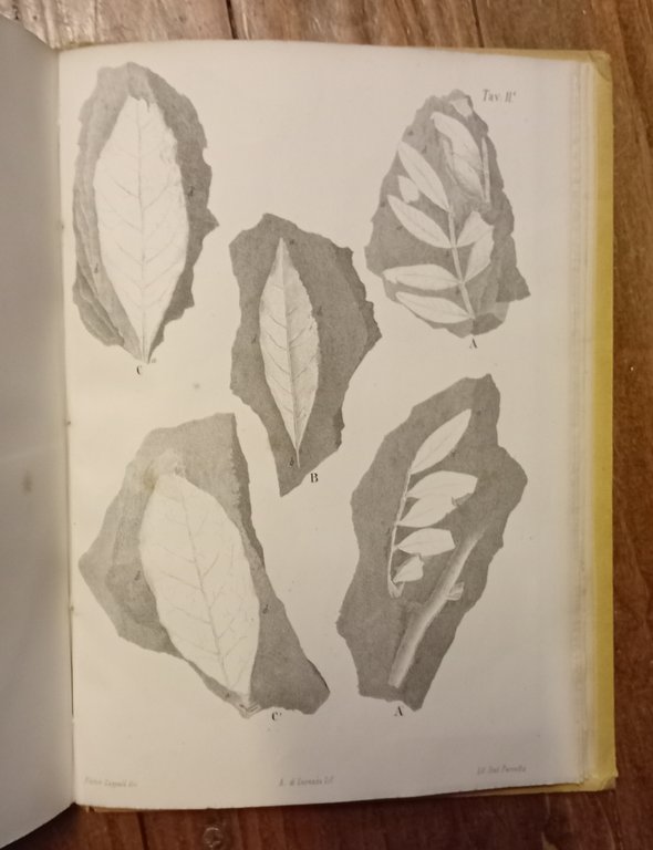 TORNABENE FRANCESCO. Flora fossile dell'Etna. - Catania, Tipografia dell' Accademia … | Immagine Gallery 1