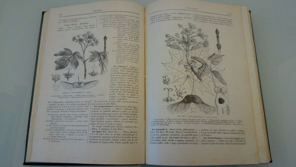 Selvicoltura - Nuova enciclopedia agraria italiana - parte quinta