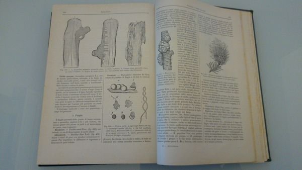 Selvicoltura - Nuova enciclopedia agraria italiana - parte quinta