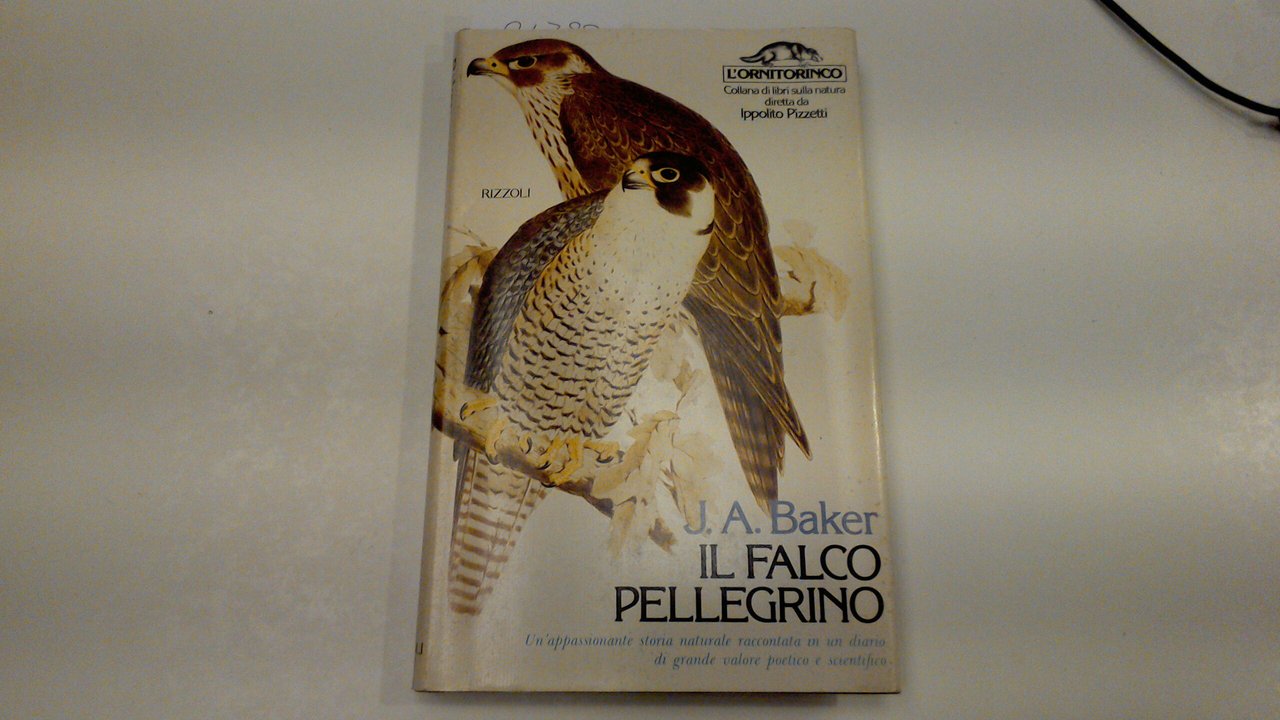 Il falco pellegrino