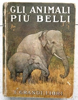 gli animali più belli