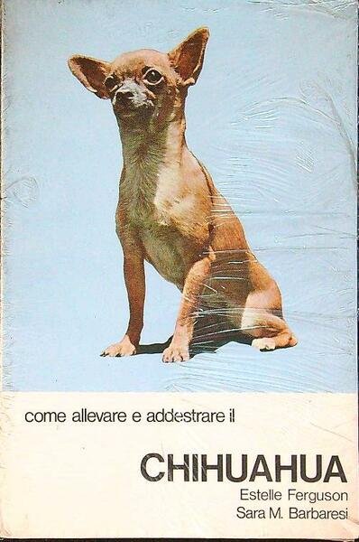 Come allevare e addestrare il Chihuahua